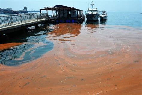 red tide alert philippines